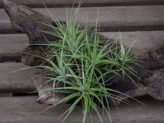 Tillandsia fixé sur du bois flotté