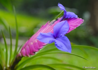 Tillandsia cyanea - Fleur