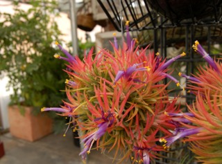 Tillandsia suspendus