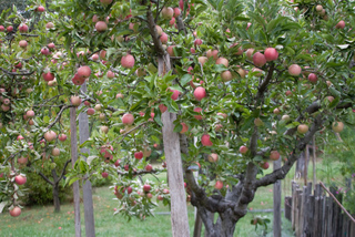 Pommier dans un verger