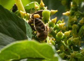 Abeille butinant une fleur de vigne