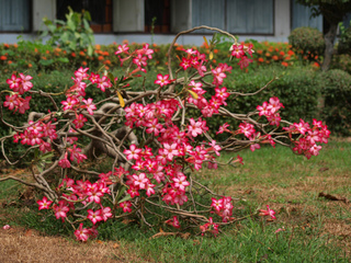 Adenium obesum en pleine terre