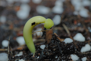 Semis de Adenium obesum : germination