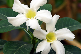Adenium obesum - Variété à fleurs blanches