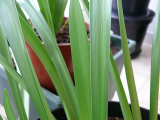 Amaryllis : feuilles