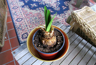 Redémarrage d'un bulbe d'amaryllis