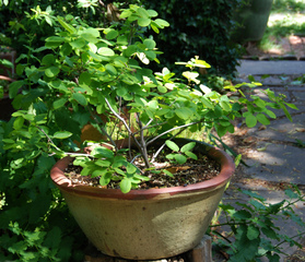 Amelanchier alnifolia en pot