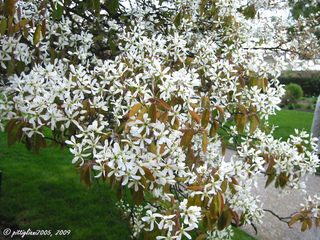 Amelanchier lamarckii en fleurs