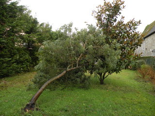 Arbre brisé par le vent (mimosa)