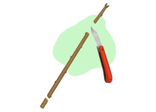 Bouture de bois dormant : prélèvement