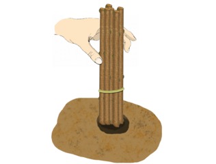 Boutures de bois dormant : mise en terre