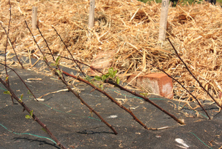 Boutures de pommier : reprise