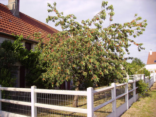 Cerisier dans un petit jardin
