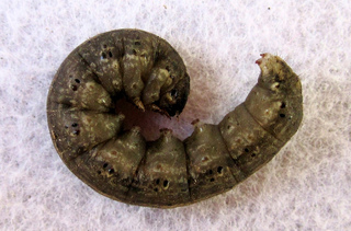 Chenille de noctuelle (Agrotis ipsilon)