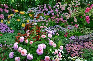 Chrysanthèmes : diversité de formes et de couleurs