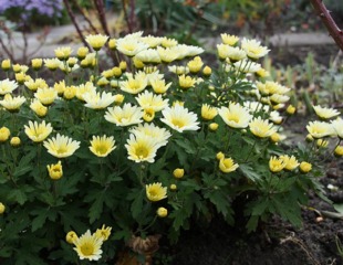 Chrysanthèmes au pied des rosiers