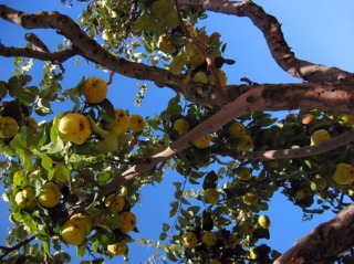 Cognassier (Cydonia oblonga) - Coings