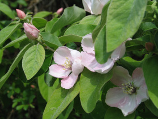 Cognassier : fleurs et feuilles