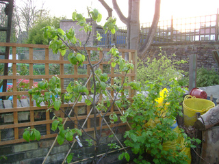 Jeune cognassier en espalier