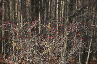Fruits d'églantier en hiver (cynorrhodons)