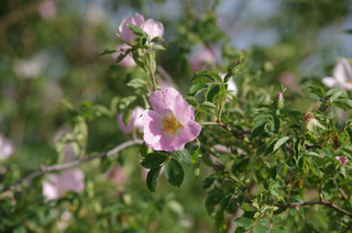 Eglantier (Rosa canina)