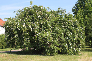 Eglantiers (Rosa canina)