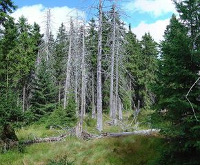 Epicéas détruits par des scolytes