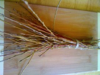 Fagot de rameaux de saule