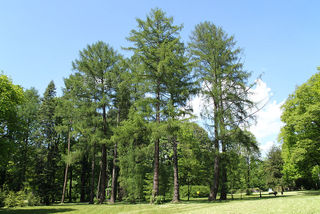 Mélèzes dans un parc (Larix decidua)
