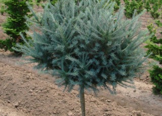 Larix laricinia 'Blue Sparkler' (jeune sujet)