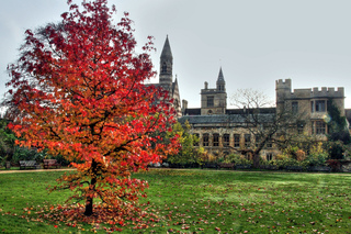Liquidambar en automne