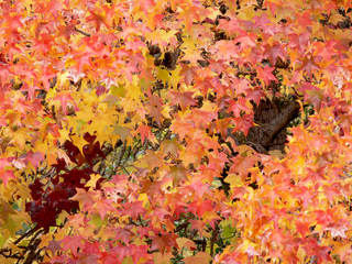 Liquidambar : feuillage d'automne