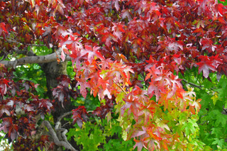 Liquidambar en début d'automne