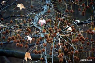 Fruits du liquidambar en hiver