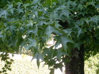 Liquidambar en été