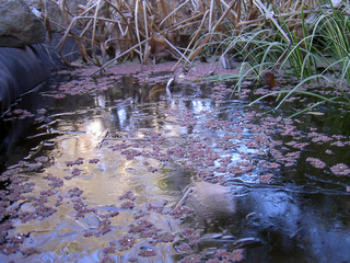 Mare gelée en hiver