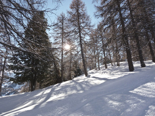 Mélèzes dénudés en hiver