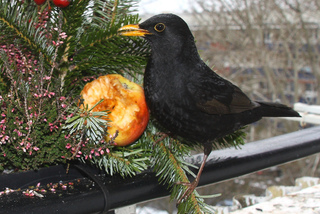 Merle sur un balcon en hiver
