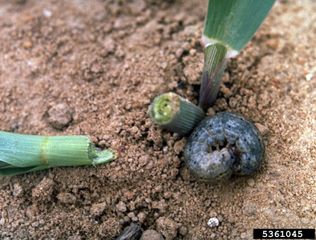 Dégât de chenille de noctuelle sur plant de maïs