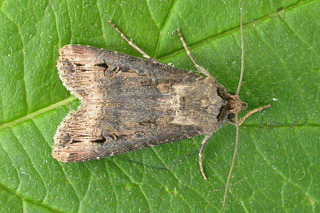 Noctuelle adulte (Agrotis ipsilon)