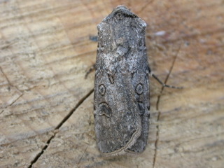 Noctuelle adulte (Agrotis segetum)