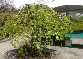 Orme (Ulmus glabra camperdownii)