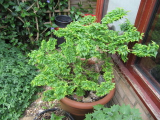 Ulmus x hollandica 'Jacqueline Hillier'