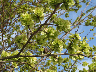 Orme champêtre - Ulmus minor (fruits : disamares)