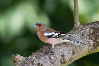 Pinson des arbres