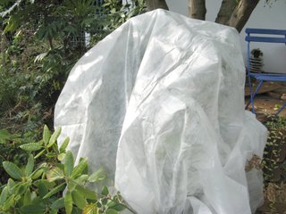 Plante du jardin protégée par un voile d'hivernage