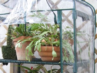 Plantes frileuses