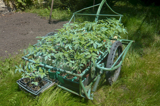 Plants de tomate traités à la bouillie bordelaise