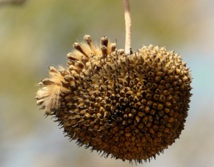 Fruit de platane à maturité - Graines