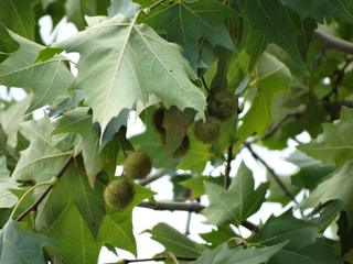 Platane (Platanus orientalis) : feuilles et fruits
